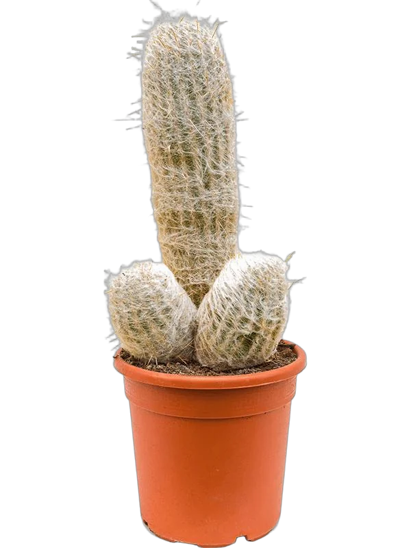 Эспостоа нана - Espostoa nana D17 H40