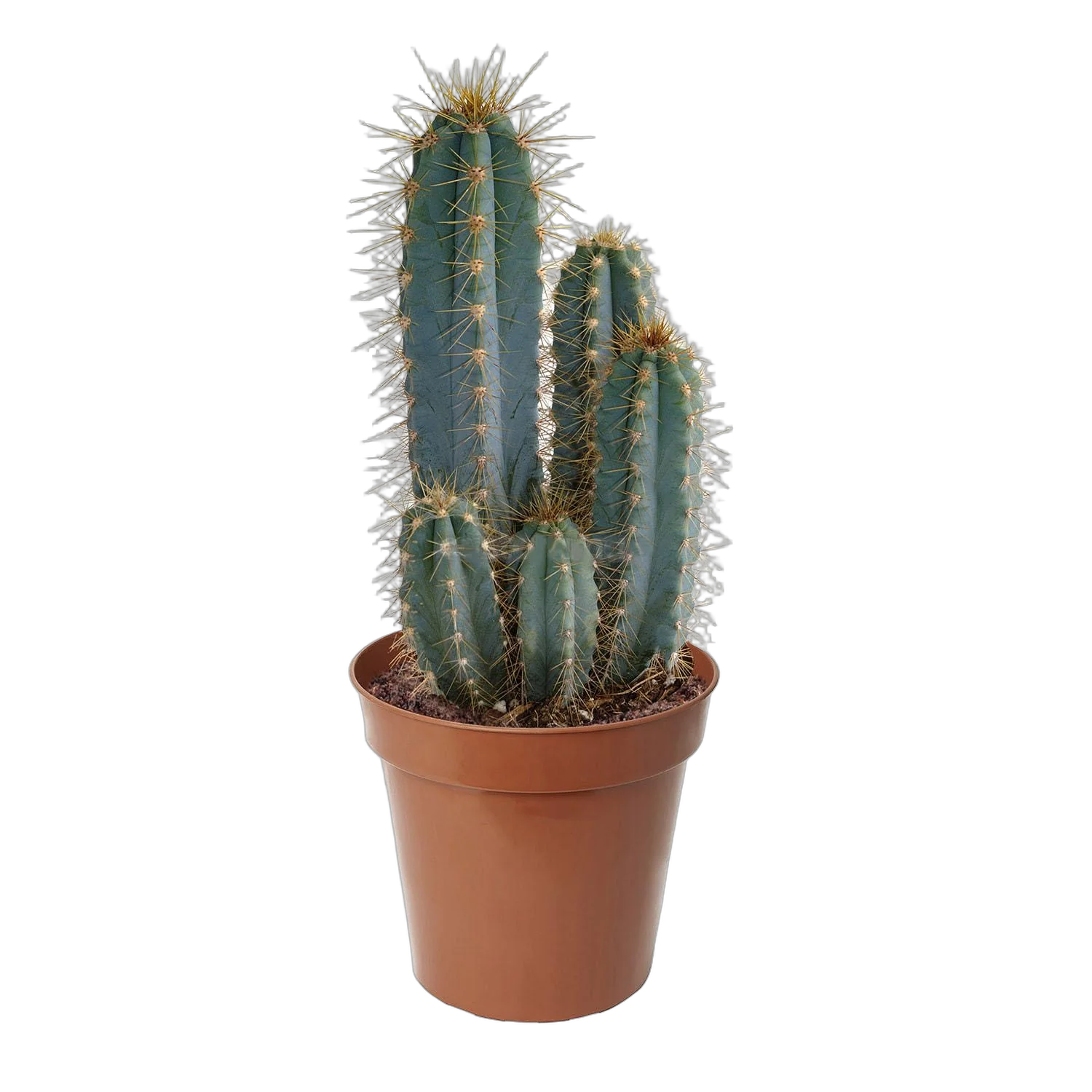 Цереус Лазурный, или азуреоцереус, голубой - Cereus azureus D14 H30