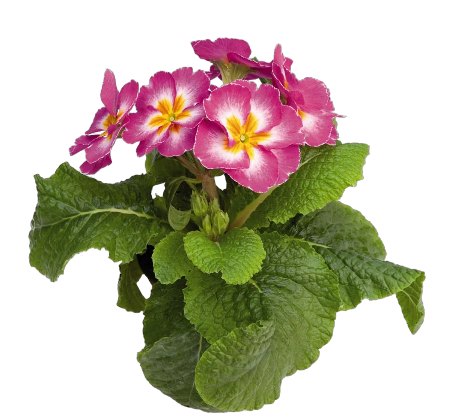 Примула обконика розовая - Primula D9 H25