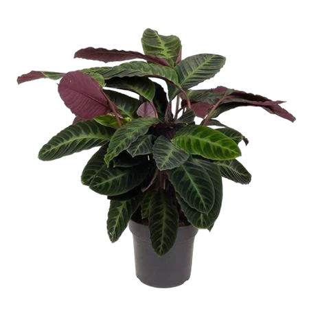 Калатея Варшевича - Calathea warscewiczii D27 H90