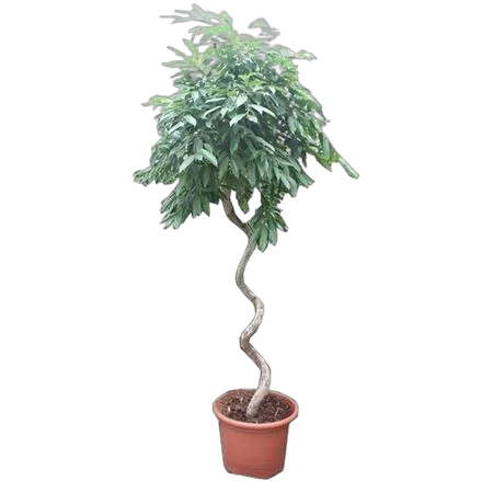 Фикус Амстел Кинг спираль - Ficus Bin Amstel King Spiral D60 H300
