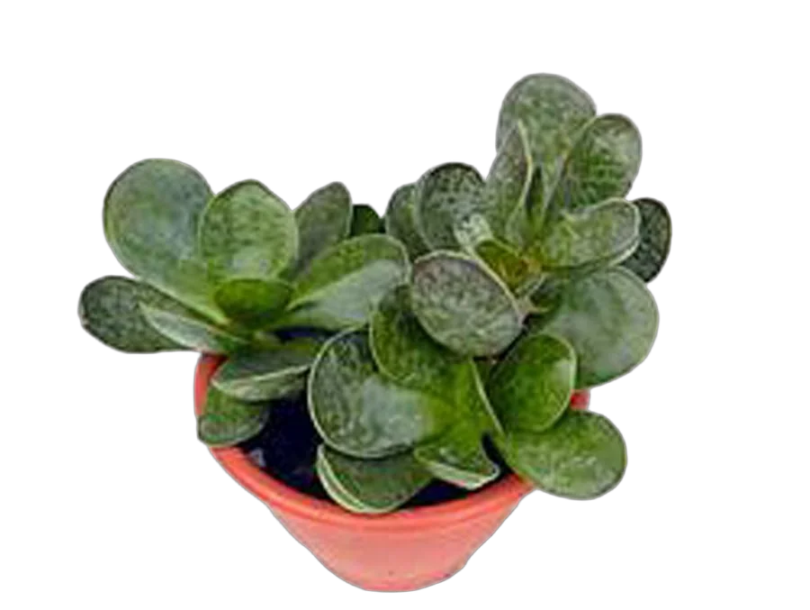 Адромискус пятнистый - Adromischus maculatus D9 H15