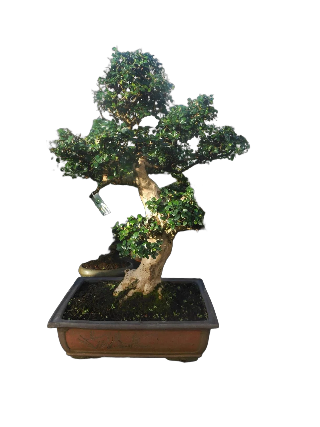 Бонсай Кармона - Carmona microphylla D50*37   H80-85