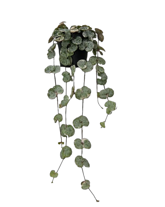 Церопегия Вуда слабая - Ceropegia woodii ssp woodii Marlies D15 H45