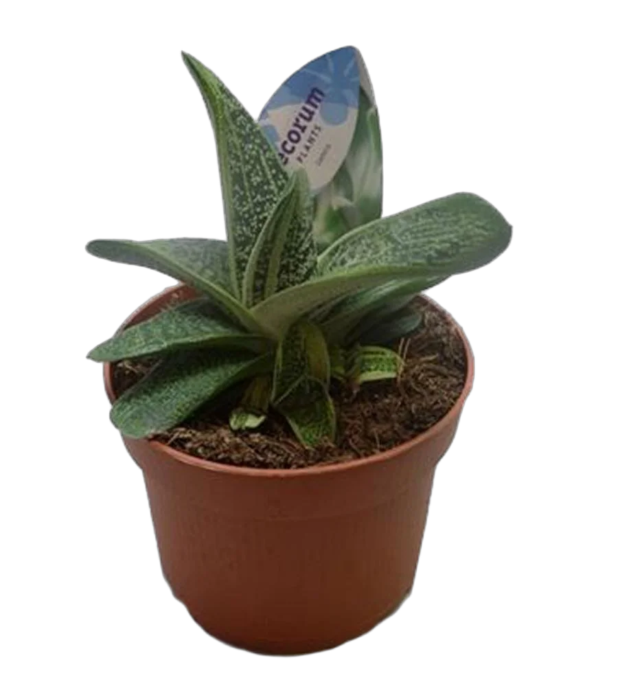 Гастерия Амур - Gasteria Amur D5 H15