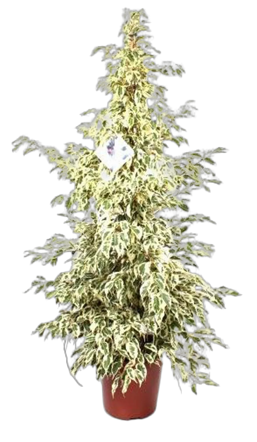 Фикус Бенджамина Старлайт - Ficus benjamina Starlight D30 H190