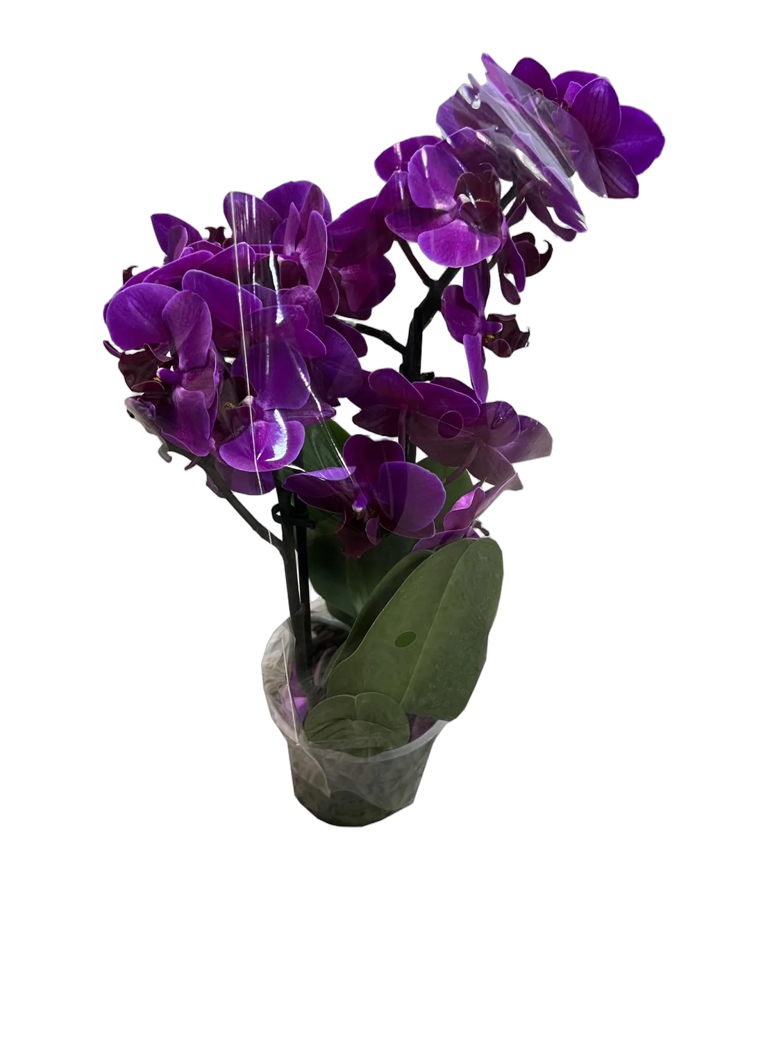 Фаленопсис мини 3 цветоноса - Phalaenopsis D9 H20