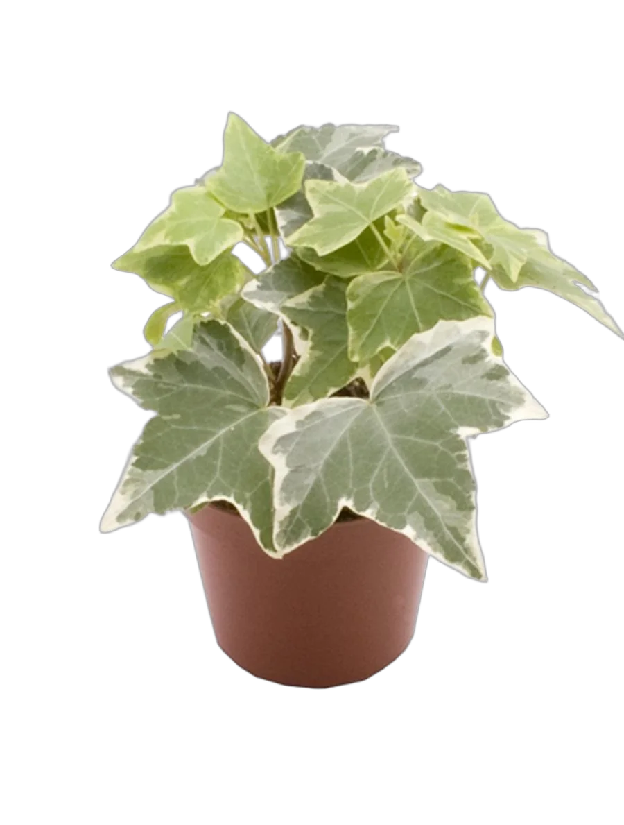 Плющ хедера хеликс вариегата - Hedera Helix Variegata D9 H15
