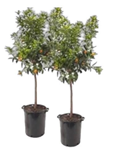 Кумкват - Kumquat D40 H160