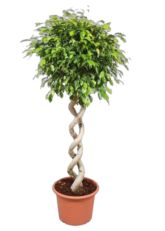 Фикус Бенджамина Экзотика двойная спираль - Ficus benjamina Exotica D40 H180