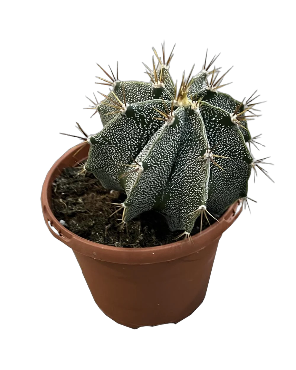Астрофитум украшенный - Astrophytum Ornatum D17 H25
