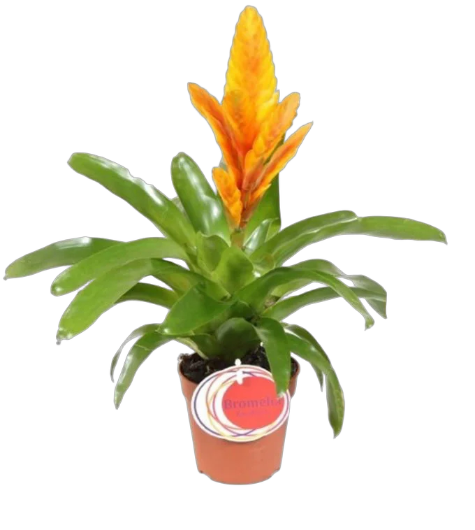 Фризея Energy желтая - Vriesea Energy D12 H45