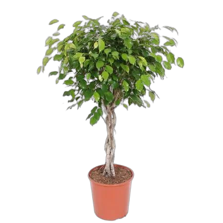 Фикус Бенджамина экзотика косичка - Ficus Be Exotica Twisted Stem D27 H120