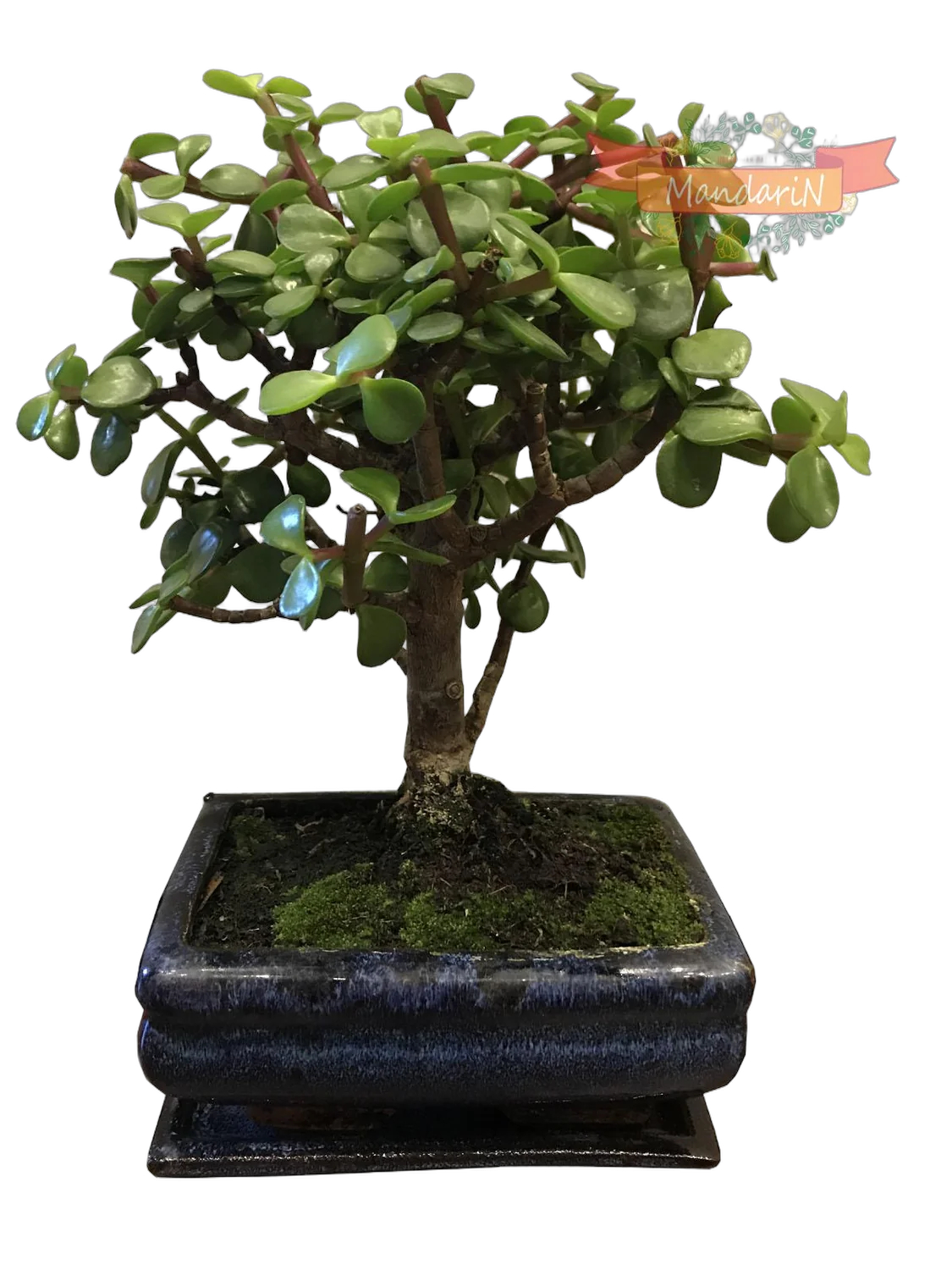 Бонсай Красула (денежное дерево) D20 H30