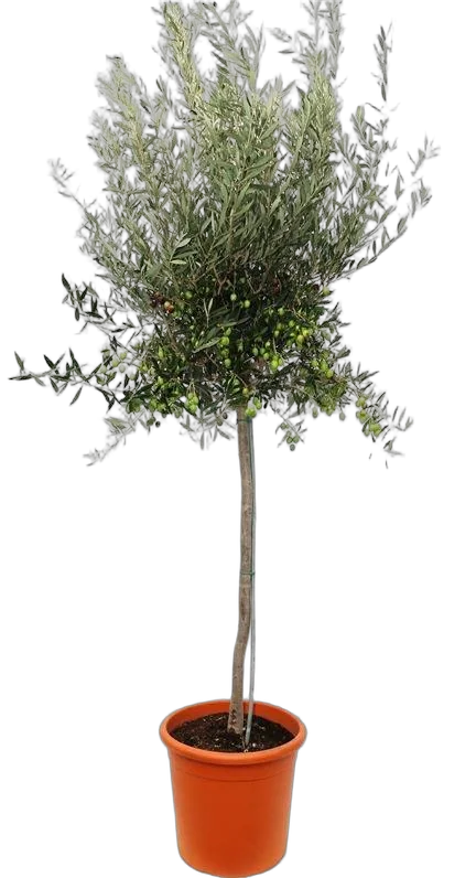 Оливковое дерево, маслина европейская - Olea europaea D40 H250