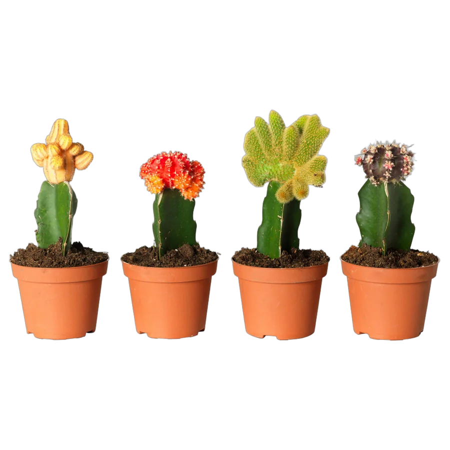 Гимнокалициум Михановича микс - Gymnocalycium D9 H20