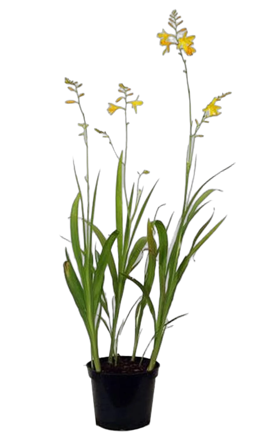 Крокосмия Кармин Бриллиант - Crocosmia Carmine Brilliant D12 H40