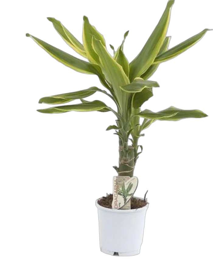 Драцена Фрагранс Голден Кост - Dracaena Fragrans Golden Coast D14 H60