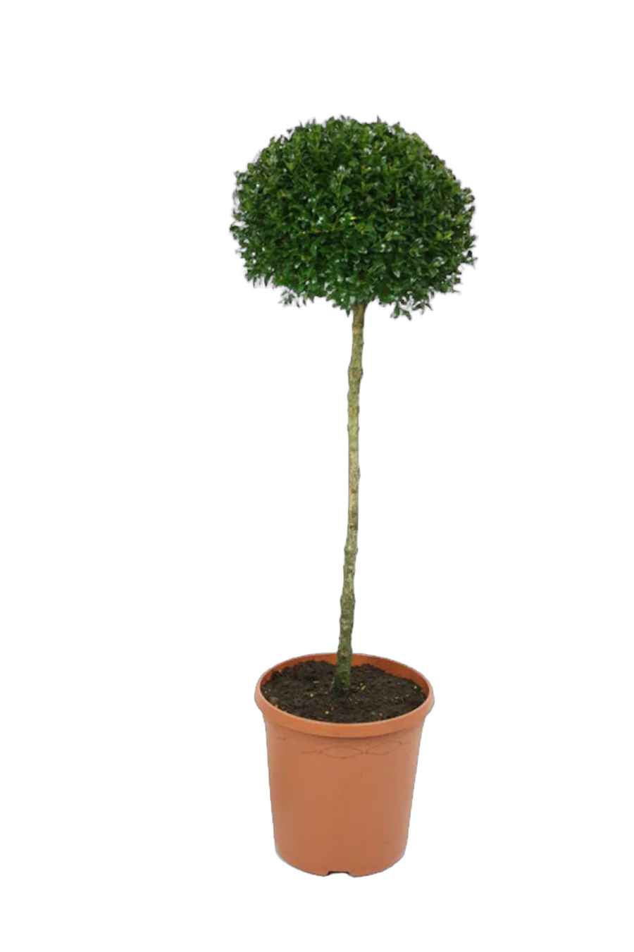 Самшит вечнозеленый (Буксус) - Buxus D25 H90