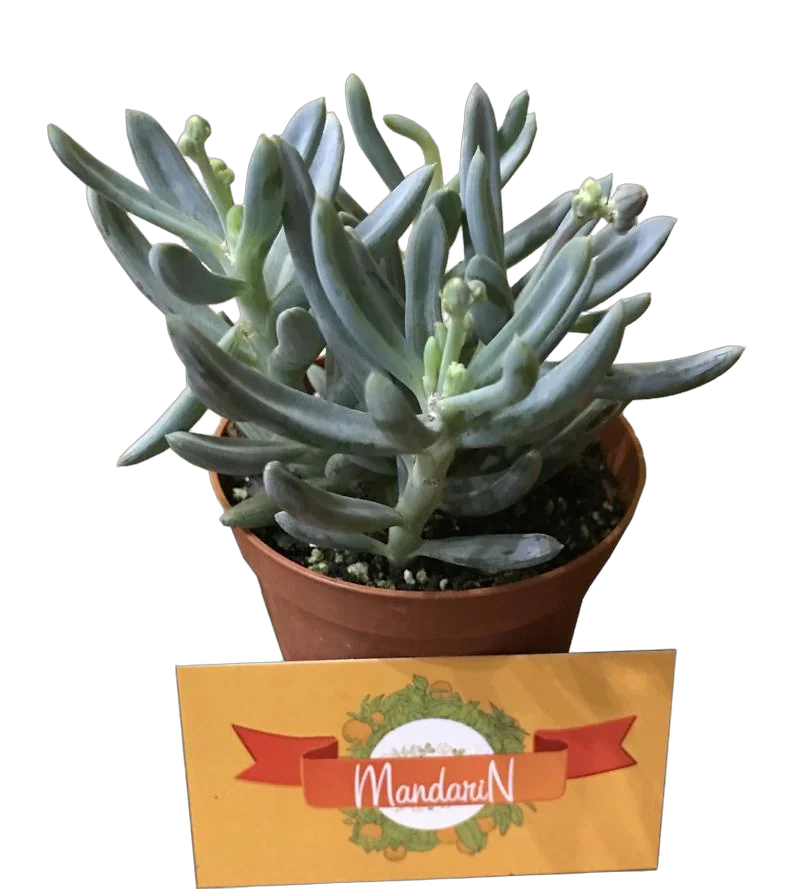 Очиток reflexum - Sedum D8 H12