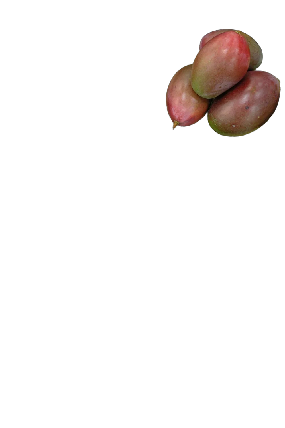 Манго Остин - Mangifera Osteen D18 H140-165см