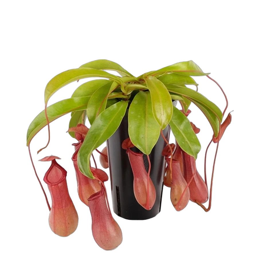 Непентес крылатый - Nepenthes Alata Blanco D14 H40