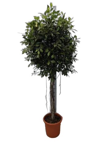 Фикус Бенджамина Нитида штамб - Ficus benjamina Nitida D34 H220