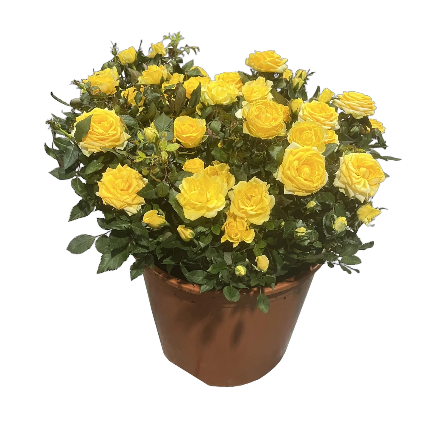 Роза желтая Кардана - Rosa Kordana D27 H50