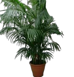 Пальма Ховея D65 H310