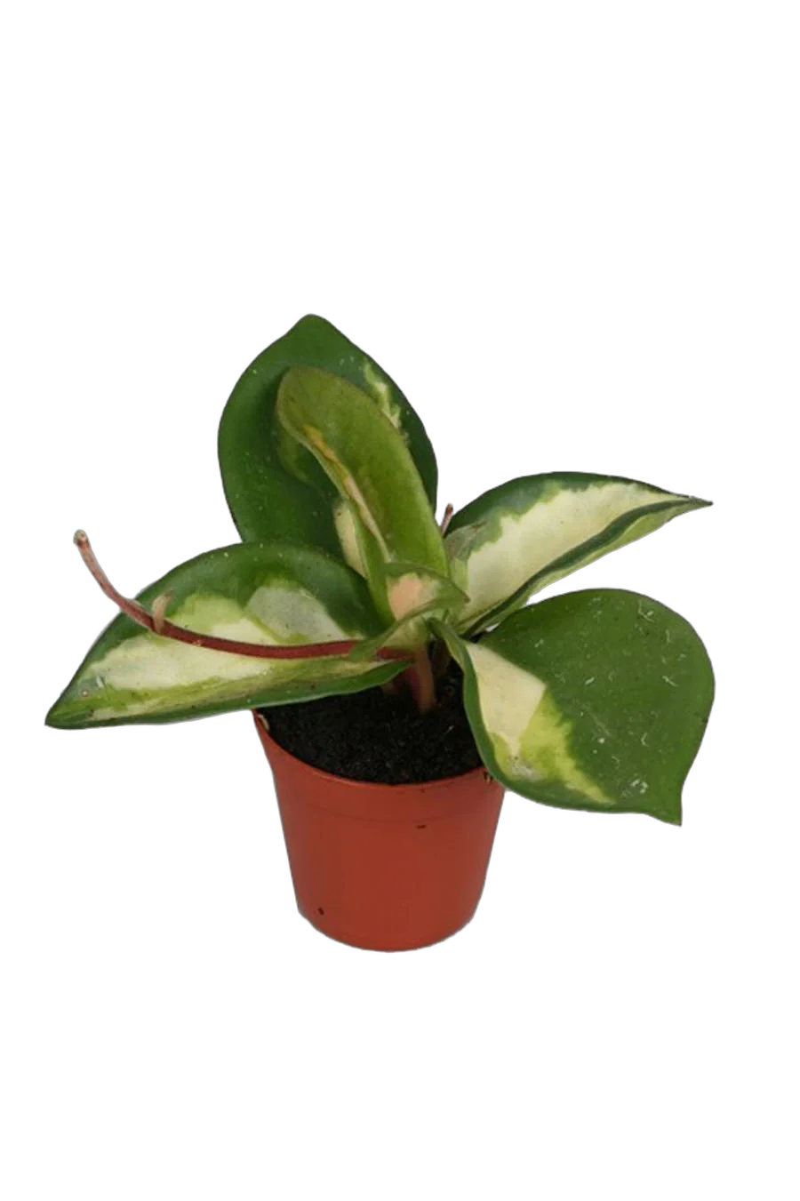 Хойя карноза - Hoya carnosa Tricolor D9 H15