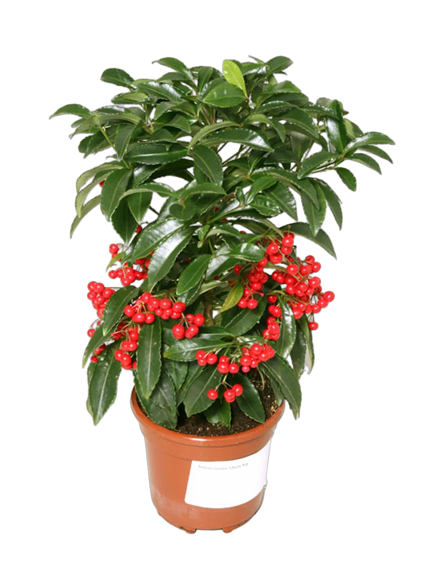 Ардизия - Ardisia D14 H30