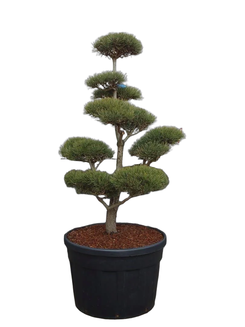 Бонсай Сосна - Bonsai Pinus sylvestris D70 H180
