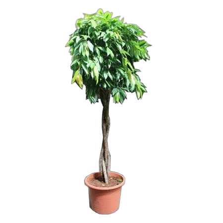 Фикус Амстел Кинг Косичка - Ficus Bin Amstel King Twisted Stem D55 H250