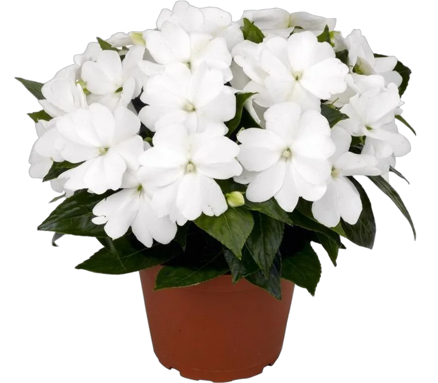 Бальзамин (Импатиенс) - Balsaminaceae D12 H25