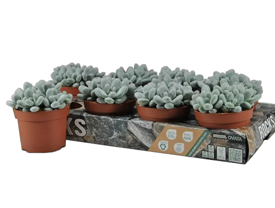 Пахифитум яйценосный - Pachyphytum oviferum D10 H10