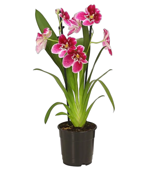 Мильтония малиновая 2 цветоносца - Miltonia D12 H50