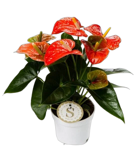 Антуриум Андреанум Чемпион Оранжевый - Anthurium  Orange Champion оранжевый D12 H35