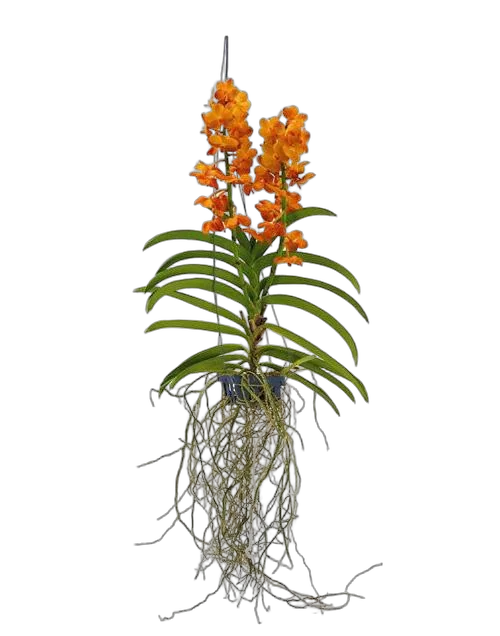 Ванда натча Мандарин - Vanda Natcha Mandarin H80