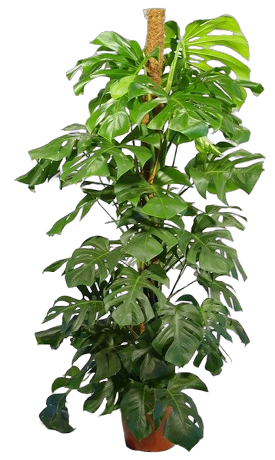 Монстера пертусум, привлекательная - Monstera Pertusum Mosspole D32 H180