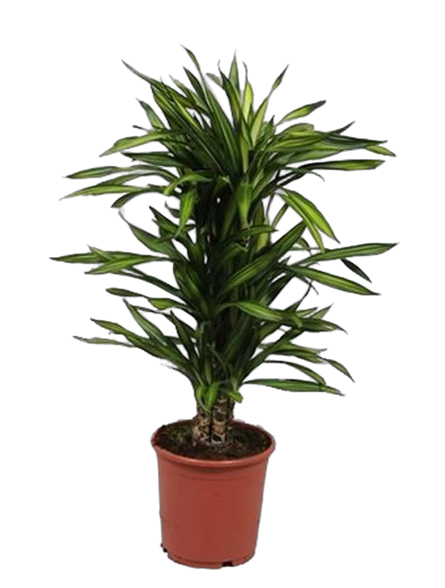 Драцена душистая Рики бранч - Dracaena fragrans Riki Branched (fachjan) D24 H100