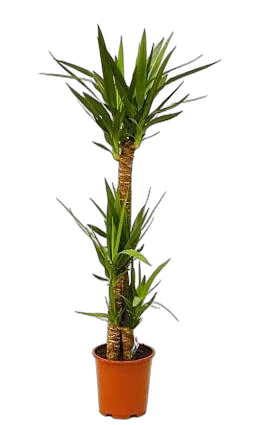 Пальма Юкка - Yucca D28 H150