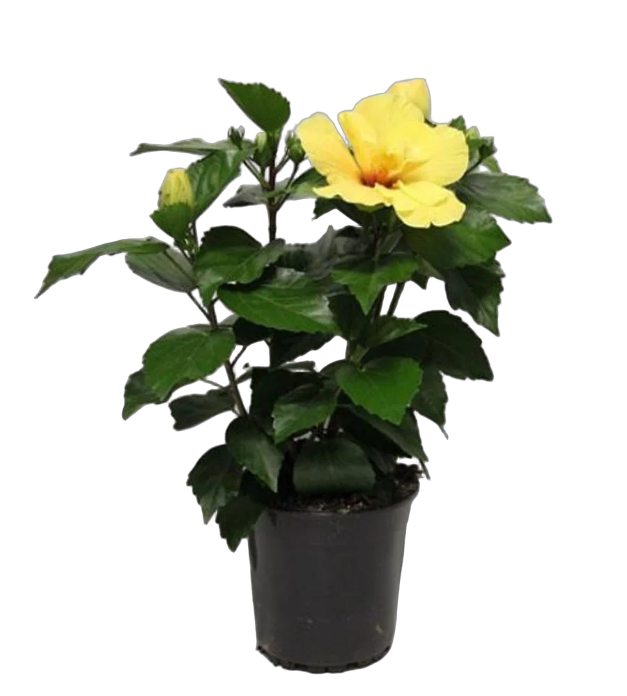 Гибискус желтый махровый желтый - Hibiscus rosa-sin Koenig D17 H50