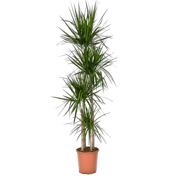 Драцена Маргината - Marginata magenta D40 H220