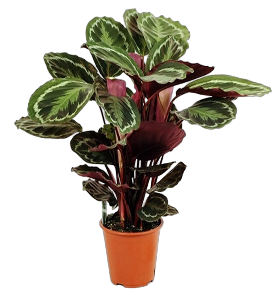 Калатея Медальон - Calathea roseopicta D24 H90