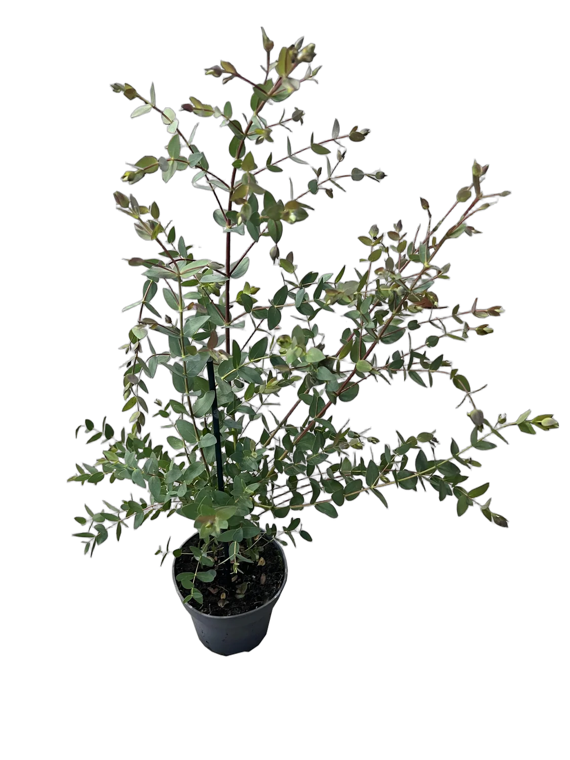 Эвкалипт Парвула - Eucalyptus Parvula D12 H45