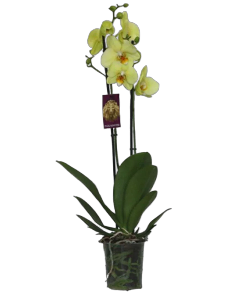 Фаленопсис Detroit 2 цветоноса - Phalaenopsis D12 H60
