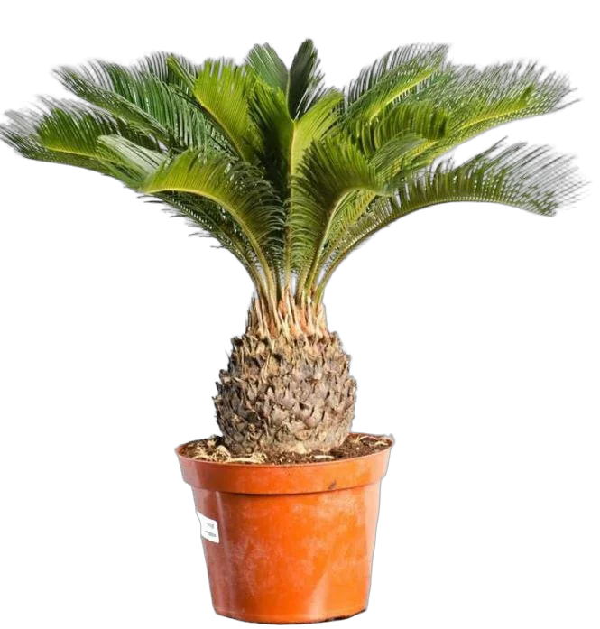 Пальма Цикас революта - Cycas revoluta D25 H85