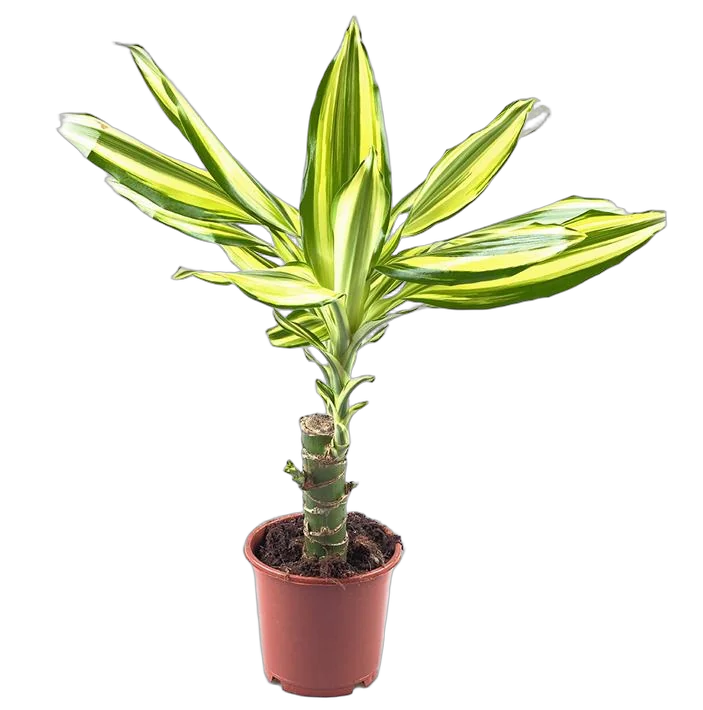 Драцена фрагранс Еллоу Кост - Dracaena fragrans Yellow Coast D14 H40