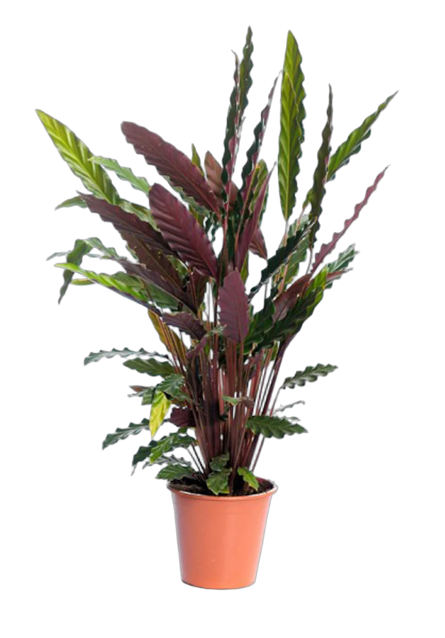 Калатея Руфибарба - Calathea rufibarba  D24 H110
