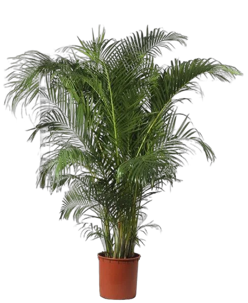 Пальма Арека D40 H190